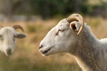 Merino sheep, grazing and eating grass in New zealand and Australia with baby lambs