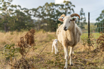 Obraz premium Sheep in a field. Merino sheep, grazing and eating grass in New zealand and Australia with lambs drinking milk