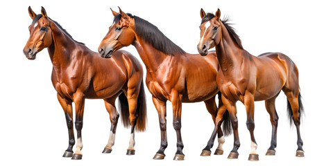 brown horse collection portrait, standing, animal bundle isolated on a white background as transparent PNG