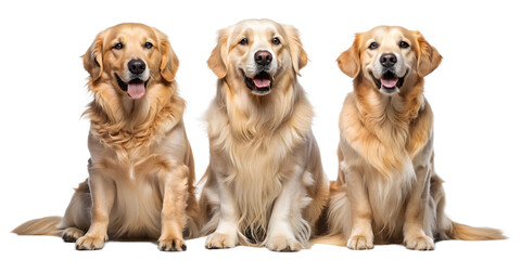 Fototapeta premium Collection of three dogs, happy golden retrievers set portrait, sitting and standing isolated on transparent background as transparent PNG