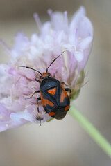 Vertical closeup on a colorful European plant parasite shieldbug, Deraeocoris schach on a pink scabiosa flower in the Gard, France