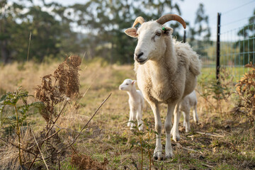 Agricultural farm practicing regenerative farmer, with sheep grazing in field practicing rotational grazing storing carbon in the soil through fungi by carbon sequestration