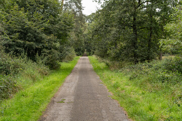 Obraz premium Narrow tarmac road through the forest