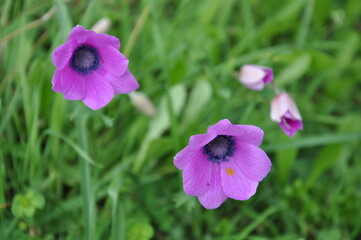 The beautiful anemone flower in garden

