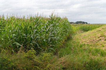 Obraz premium large maize field just before the harvestv