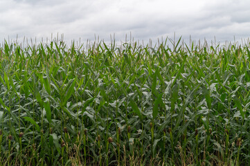 large maize field just before the harvestv