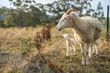 Sheep and Lambs in Australian Fields drinking milk and eating grass
