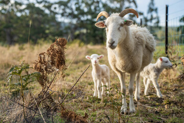 Agricultural farm practicing regenerative farmer, with sheep grazing in field practicing rotational grazing storing carbon in the soil through fungi by carbon sequestration