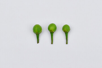 Solanum torvum isolated on white, Turkey Berry, Pokak, Takokak