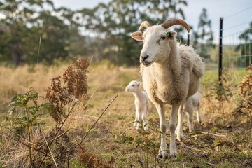 lamb drinking milk from a sheep in a field in golden light in spring time in england
