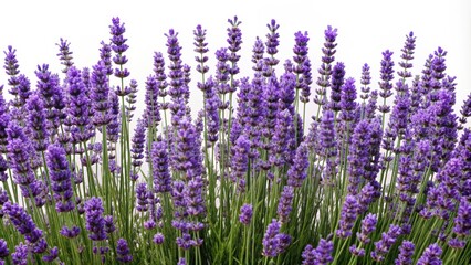 Fototapeta premium Lavender blooming plants in high quality arch viz cutout