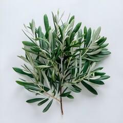 rosemary on a white background