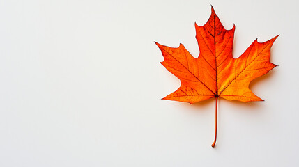 Single Red Maple Leaf on White Background