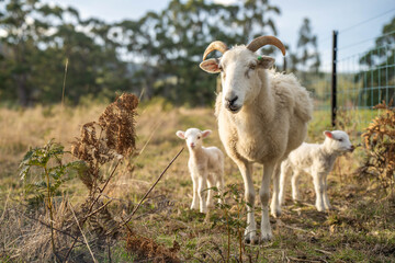 Agricultural farm practicing regenerative farmer, with sheep grazing in field practicing rotational grazing storing carbon in the soil through fungi by carbon sequestration