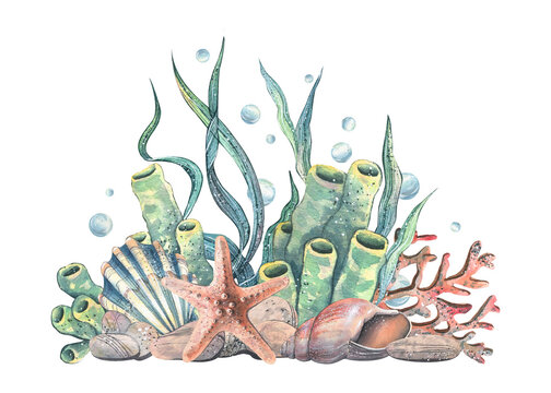 recommend clip art: Seashell, starfish, sea sponge, algae, pebbles and bubbles. Hand drawn watercolor illustration on the theme of sea animals and the underwater world. Composition isolated from the background.