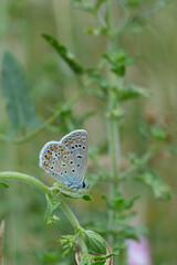 Vertical closeup on a European Mediterranean Common blue butterfly, with closed wings in the vegetation