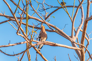 Eurasian Hoopoe, Upupa epops, on a dry tree branch.