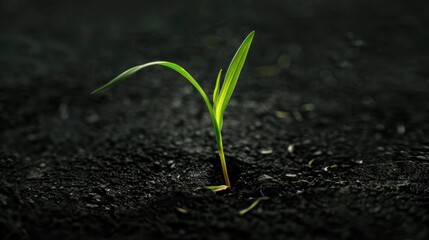 Spring shoots of young plants-seeds, seedlings. Plants are planted in the ground.