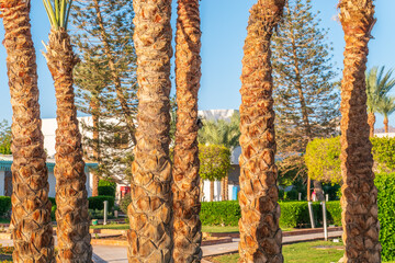 Palm tree trunks close-up, sequential and abstract in park