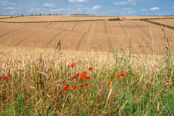 Poppy verge bye wheat field © Alex