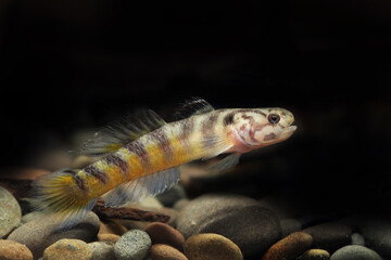 Male Mangrove or Helmeted goby (Mugilogobius parvus)