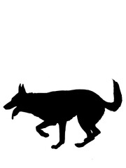 German shepherddog,  shepherd, dog,  シェパード, 警察犬, 災害救助犬, 災害, 救助犬, rescuedog, レスキュードッグ, 瓦礫, 瓦礫捜索, 訓練, 犬, ペット, イヌ, 愛犬, pet