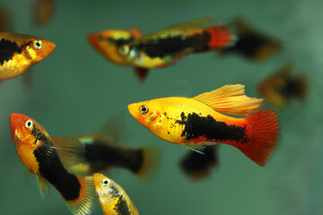 Hifin variable platyfish (Xiphophorus variatus)