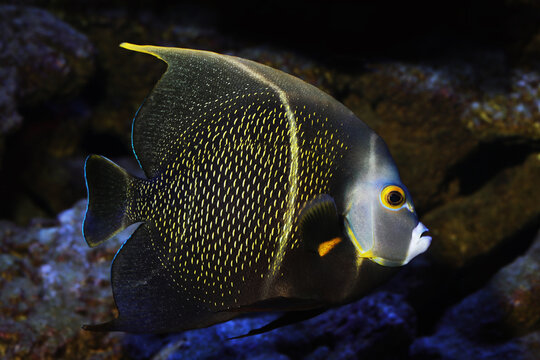 Adult French angelfish (Pomacanthus paru) 