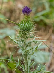 Close-up with common thistle ( Cirsium vulgare ) plant