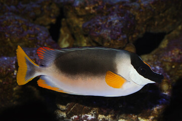 magnificent rabbitfish (Siganus magnificus) in marine aquarium