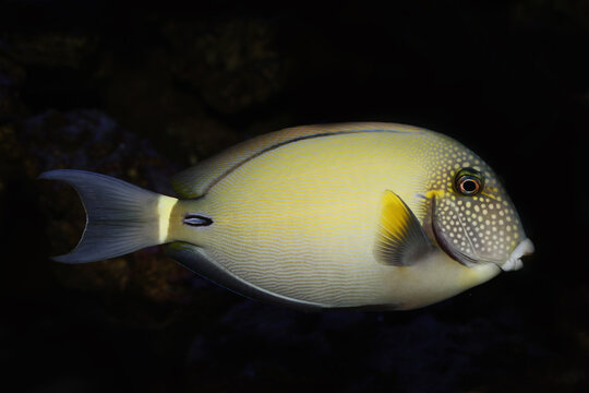 Spotted face or White-freckled surgeonfish (Acanthurus maculiceps)