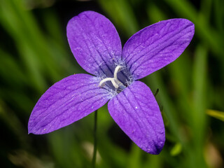 Close-up with spreading bellflower (Campanula patula) flower