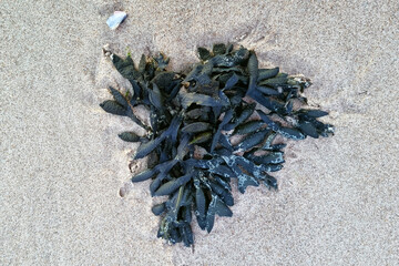 Heart-Shaped Seaweed on Sandy Beach - Coastal Nature Concept for Design and Decor