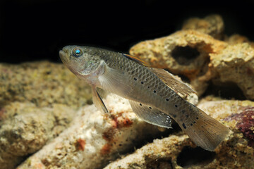 Fototapeta premium Knight Goby (Stigmatogobius pleurostigma) in tropical aquarium