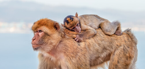 Fototapeta premium Mother and Baby Monkey, Barbary macaque at Rock of Gibraltar, UK