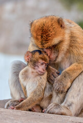 Mother and Baby Monkey, Barbary macaque at Rock of Gibraltar, UK