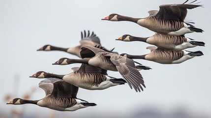 Obraz premium A flock of geese flying in Vformation, optimizing energy efficiency in air travel, wildlife species air, avian energy conservation