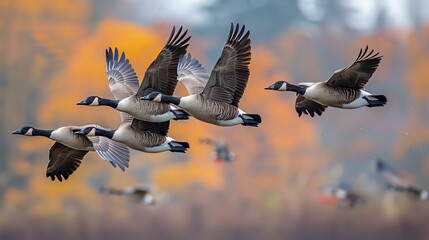 Fototapeta premium A flock of geese flying in Vformation, optimizing energy efficiency in air travel, wildlife species air, avian energy conservation