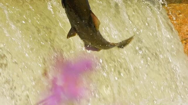 Salmon fish swimming and jumping waterfalls, slow motion. Spawn and migrating of Chinook salmon at Ganaraska River, Corbett's Dam, Port Hope, Ontario, Canada. Salmon run to lay roe or eggs.