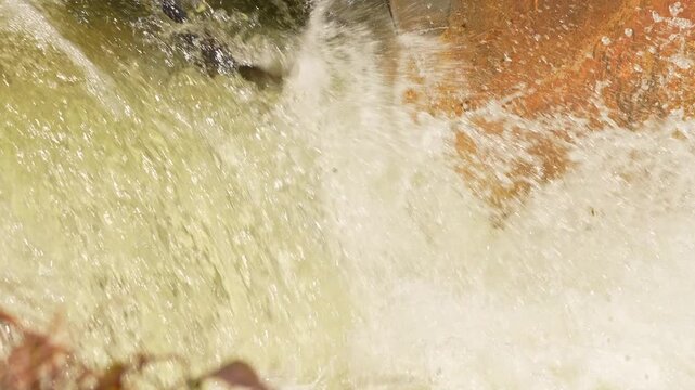 Spawning salmon in shallow stream of Ganaraska River, Corbett's Dam, Port Hope, Ontario, Canada. Slow motion close up of big wild school of Chinook or Atlantic salmon jumping in the river stream.