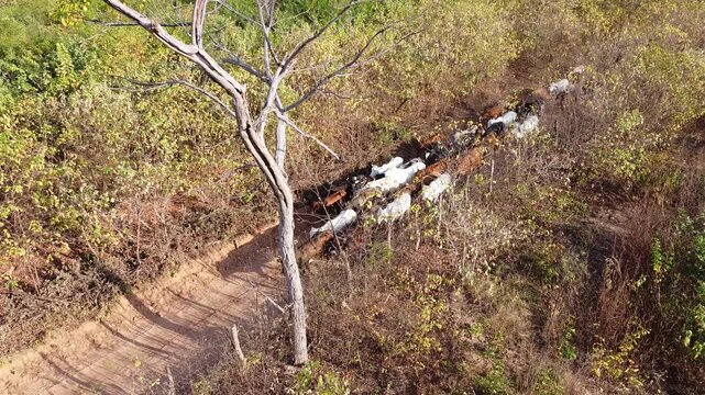 paisagem t&iacute;pica nordestina, caatinga, bovinos no sert&atilde;o, paisagem do sert&atilde;o nordestino, nordestino, comboio de bois
