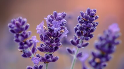Macro Shot of a Beautiful Lavender Flower in Full Bloom