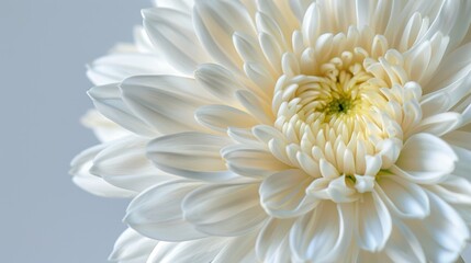 Tranquil Beauty - Close-up of a White Chrysanthemum in Full Bloom
