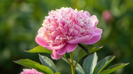 Vibrant Close-Up of a Lush Pink Peony in Full Bloom