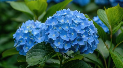 Vibrant Blue Hydrangea Close-up in Lush Summer Garden