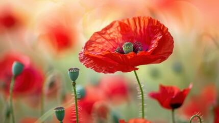 Obraz premium Vibrant Close-up of Red Poppy Flower with Green Stem in Natural Light