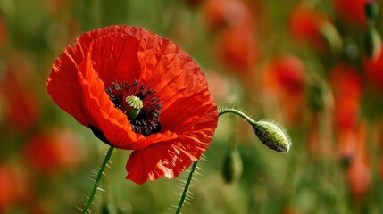 Obraz premium Vibrant Close-Up of a Red Poppy Flower with Green Stem in Natural Light