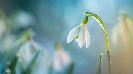 Obraz premium Delicate White Snowdrop Blooming in Close-up View