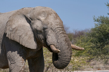 Group of large male african elephant (Loxodonta africana) drinking at a waterhole in Onguma Nature Reserve bordering Etosha National Park, Namibia.
