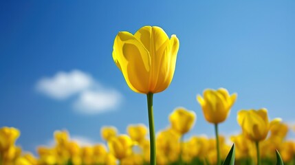 Fototapeta premium Vibrant Yellow Tulip Blossom Against Clear Blue Sky Close-Up Background